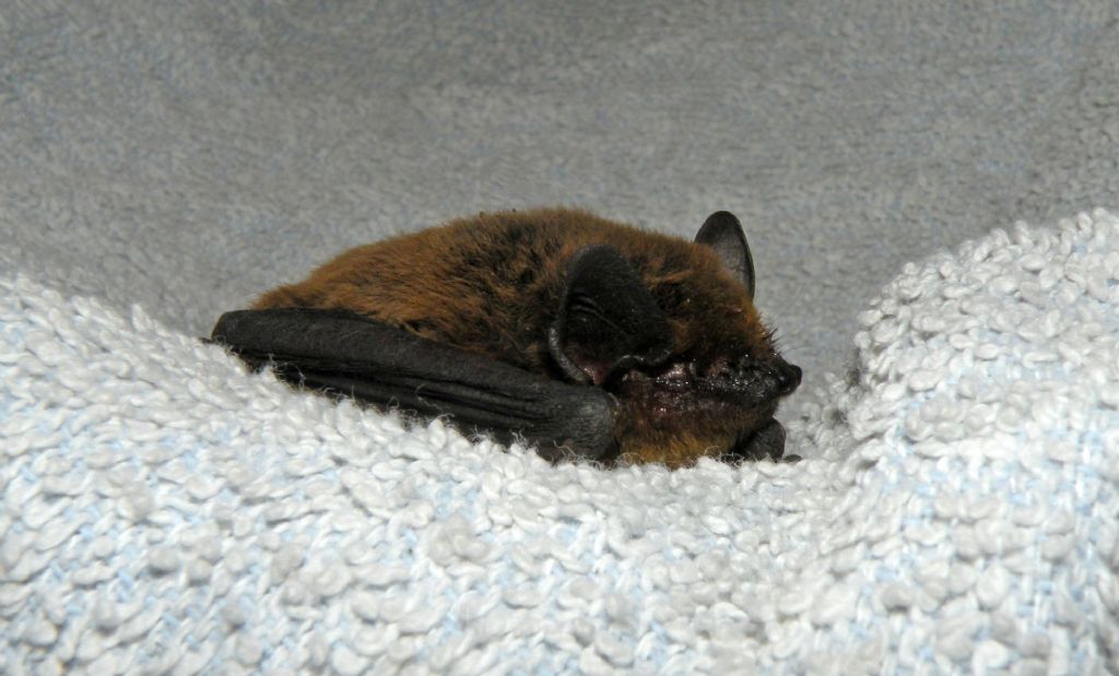 Pipistrello nano?